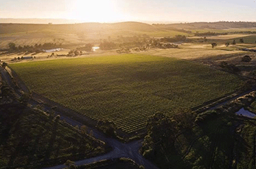 Byrne Vineyards